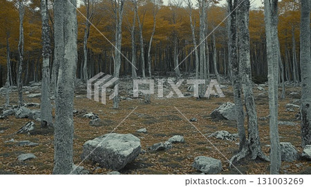 Autumn beech forest in the mountains 131003269