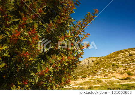 Green bush with red flowers Green bush with red flowers 131003693