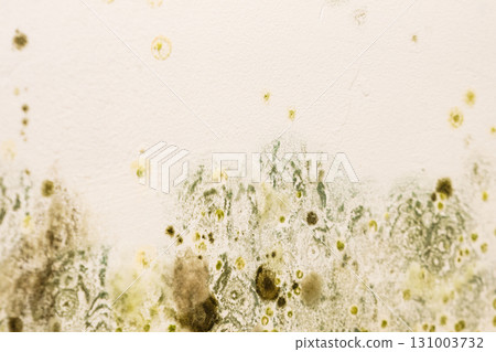 Mould and fungus growth on wall 131003732