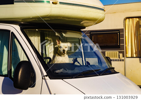 Dog inside camper car Dog inside camper car 131003929