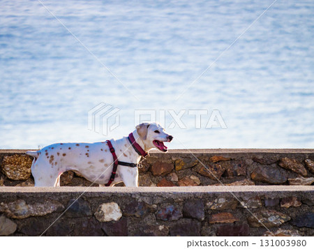 Dog walking outdoor 131003980