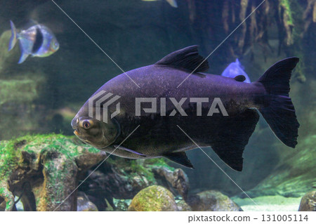 Tambaqui (Colossoma macropomum) black fish swimming in aquarium, side view 131005114