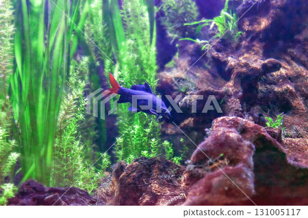 Red tailed black shark swimming in aquarium, side view. Blue Epalzeorhynchos Labeo bicolor (redtail sharkminnow) fish in aquatic plants, soft focus 131005117
