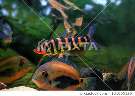 Blue fish Uaru amphiacanthoides and orange Black banded leporinus fasciatus swimming in aquarium, soft selective focus 131005120