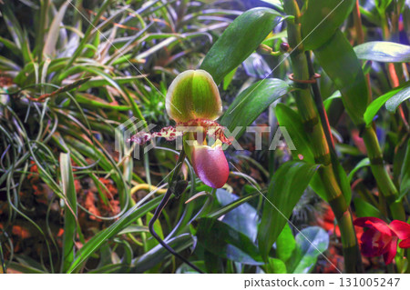 Paphiopedilum liemianum pink orchid growing in botanical garden 131005247