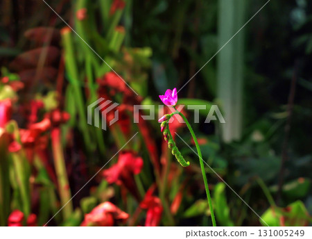 Pink inflorescence Drosera capensis. Tropical red cape sundews carnivorous bloom, selective focus 131005249