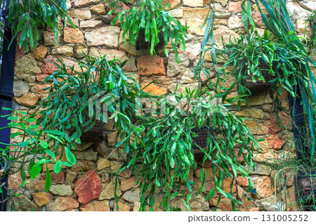 Variety green plants hung on wall. Different epiphytic flowers hanging in vertical botanical garden 131005252