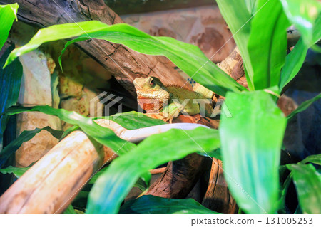 Tropical green Chinese water dragon (Physignathus cocincinus) lying on branch, hidden in leaves 131005253