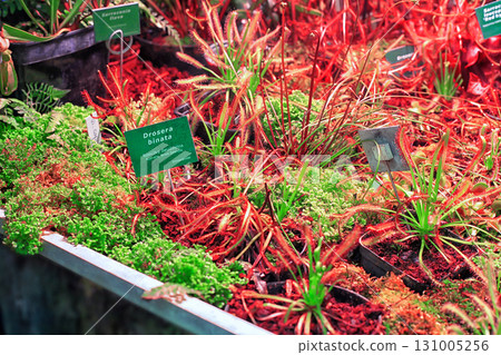 Red sundews Drosera binata carnivorous plants grow in greenhouse Red sundews Drosera binata carnivorous plants grow in greenhouse 131005256