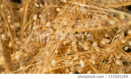 Freeze Motion of Wheat Flying in the Air. Isolated on Beige Background. 131005269