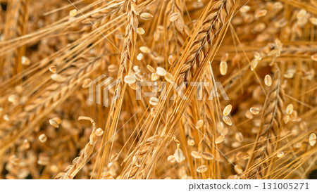 Freeze Motion of Wheat Flying in the Air. Isolated on Beige Background. 131005271