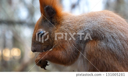 Close up of wild fluffy squirrel eating found walnuts at autumn park. Cute brown rodent gnawing nuts at forest. Pretty small sciurus chewing food outdoor. Concept of wildlife Close up of wild fluffy squirrel eating found walnuts at autumn park. Cute brown rodent gnawing nuts at forest. Pretty small sciurus chewing food outdoor. Concept of wildlife 131005281
