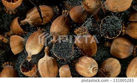 Freeze motion of ripe poppy heads. Dry plant close-up. 131005283