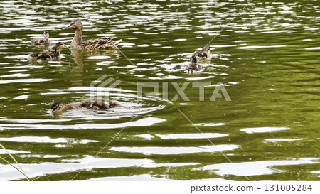Mallard with ducklings floating in the lake at summer day. Mother duck with brood swimming at pond. Birds family in the nature habitat. Concept of animal wildlife. Close up Slow mo 131005284