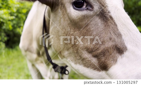 Close up to eye of cute gray cow at lawn. Sight of a friendly mammal animal at countryside. Profile of beautiful kine grazing outdoor. Cattle on pasture. Concept of livestock husbandry Close up to eye of cute gray cow at lawn. Sight of a friendly mammal animal at countryside. Profile of beautiful kine grazing outdoor. Cattle on pasture. Concept of livestock husbandry 131005297