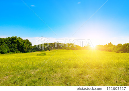 Golden Sunlight over a Yellow Meadow. Golden Sunlight over a Yellow Meadow. 131005317