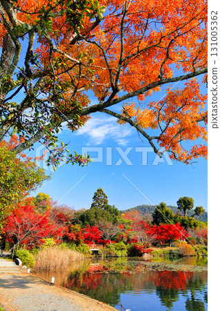 [Kyoto Prefecture] Symmetrical autumn leaves at Daikakuji Temple (Osawa Pond) 131005362