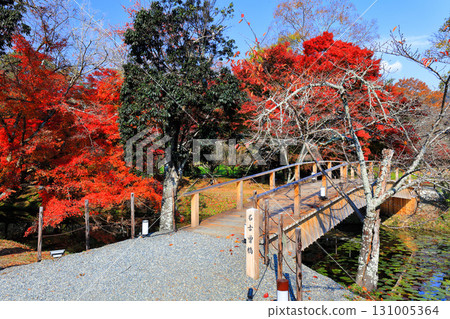 [Kyoto Prefecture] Nakoso Bridge and autumn leaves at Daikakuji Temple on a clear day 131005364
