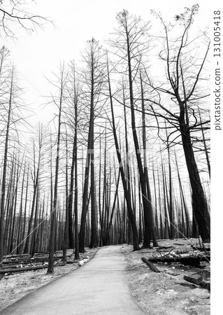 Hike in burnt black woods through the aftermaths of wildfire. Hike in burnt black woods through the aftermaths of wildfire. 131005418