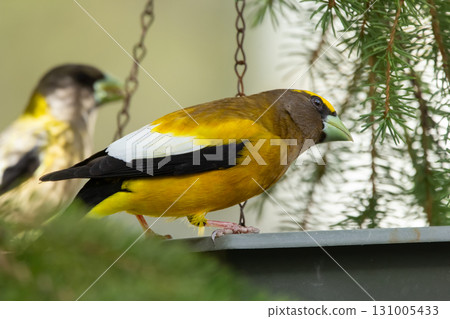 Male and female Evening Grosbeak on a spruce tree branch. Male and female Evening Grosbeak on a spruce tree branch. 131005433