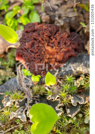 False Morel Mushroom on Forest Floor among leaves and grass. 131005436