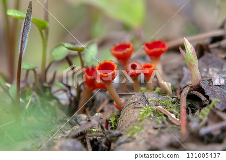 Scarlet Cup Fungi in grass and leaves on the forest floor. 131005437