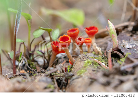 Scarlet Cup Fungi in grass and leaves on the forest floor. 131005438