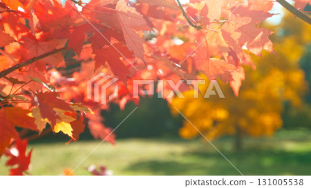 Beautiful Autumn Maple Leaves Wavering and Falling Down . Autumn Moody Colored Background 131005538