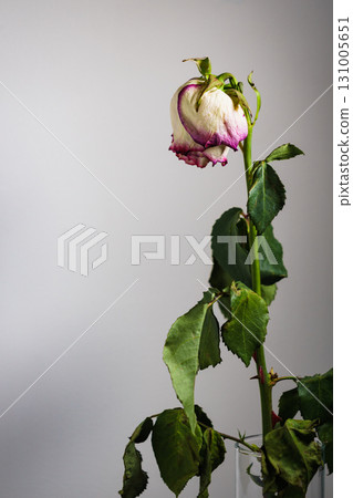 Dried withered rose flower on wall background 131005651