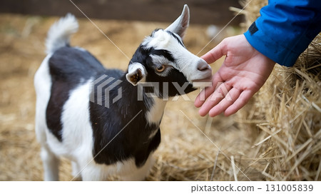 Goat Sniffing a Hand in a Barnyard Interaction. 131005839