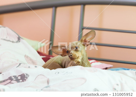 Little dog sitting on couch Little dog sitting on couch 131005952
