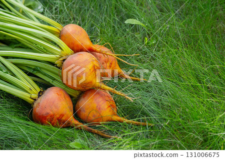 Bunch of harvested orange beets with foliage on the green grass. Bunch of harvested orange beets with foliage on the green grass. 131006675