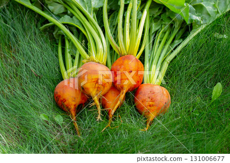 Bunch of harvested orange beets with foliage on the green grass. 131006677
