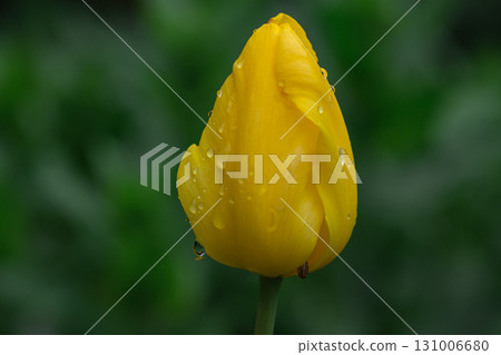 A yellow tulip bud in droplets 131006680