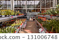 Aisle view of garden store showing succulents, cacti, and ceramic plant pots. Bright daylight through greenhouse windows 131006748