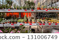 Various types of cacti and succulents in pots arranged on metal shelves at garden store. Indoor greenhouse plant section 131006749