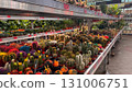 Colorful variety of cacti in plant nursery section. Brightly painted and natural cacti displayed in red pots on store shelf 131006751