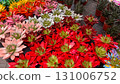 Close up view of brightly painted succulents in various colors including red, pink, white, and green. Indoor plant store display 131006752