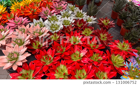 Close up view of brightly painted succulents in various colors including red, pink, white, and green. Indoor plant store display 131006752