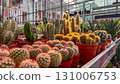 Close up of round and spiky cacti in red plastic pots on garden store shelf. Bright daylight and greenhouse setting 131006753