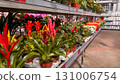 Tropical flowering plants with red and yellow blossoms on garden center shelf. Indoor plant section with bright green foliage 131006754