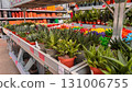 Succulents and indoor houseplants in plastic pots displayed on metal shelves in garden shop. Colorful arrangement and green foliage 131006755