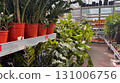 Large green indoor plants in bright red pots on display at a garden center. Natural light in greenhouse setting 131006756