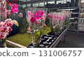 Orchids in plastic wrap on display table in garden store. Pink, white, and purple orchid flowers under natural greenhouse light. 131006757