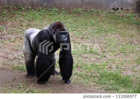 Male gorilla on all fours Male gorilla on all fours 131006977