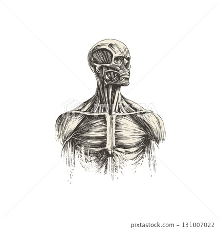 Antique Muscular System Anatomy Clipart Detailed Vintage Medical Illustration on Transparent Background 131007022