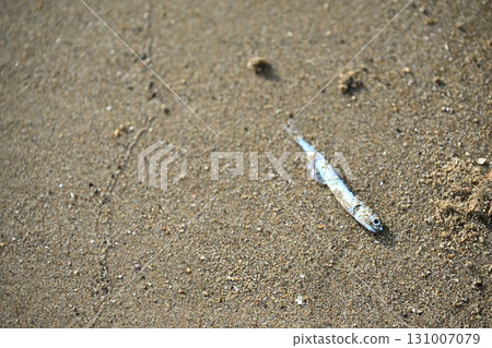 鳀魚 131007079