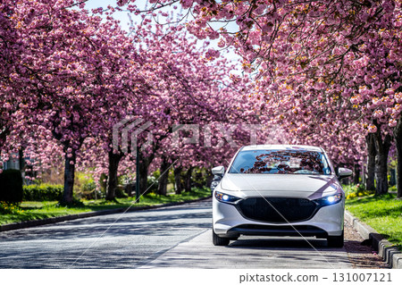 Spring cherry blossom trees and Mazda cars Spring cherry blossom trees and Mazda cars 131007121