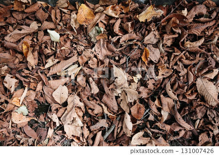 Dead leaves Dead leaves 131007426