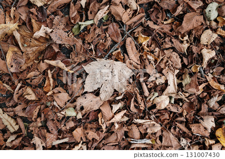Dead leaves Dead leaves 131007430